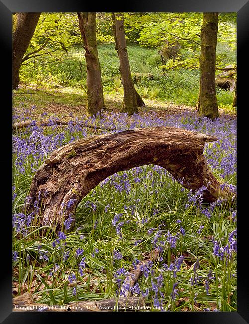 Bluebells magic Framed Print by Phil Benedict