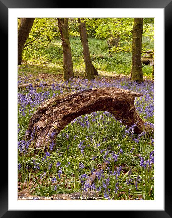 Bluebells magic Framed Mounted Print by Phil Benedict