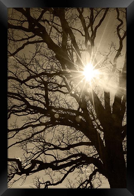 Peeking through the Branches Framed Print by Chaz Quillen
