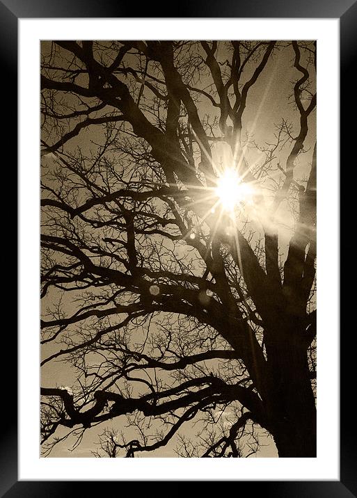 Peeking through the Branches Framed Mounted Print by Chaz Quillen