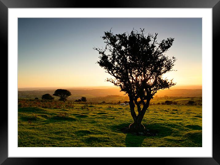 Dartmoor Sunset Tree Framed Mounted Print by Ashley Chaplin