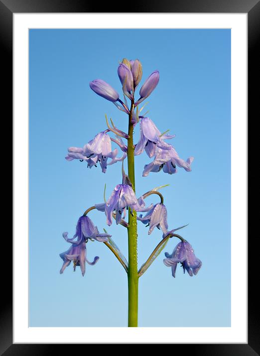 Bluebell Stem Close Up Framed Mounted Print by Ashley Chaplin