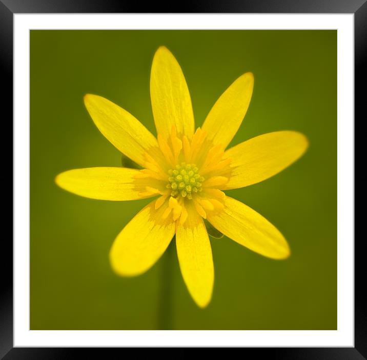 Buttercup 1 Framed Mounted Print by Ashley Chaplin