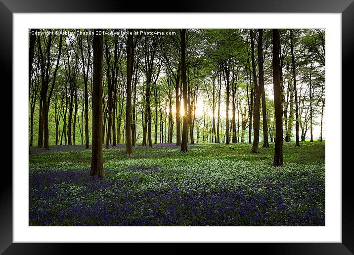 Wild Garlic & Bluebells - Wildham Wood, West Susse Framed Mounted Print by Ashley Chaplin