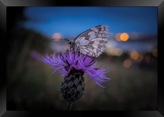 Marbled White Butterfly Framed Print by Ashley Chaplin