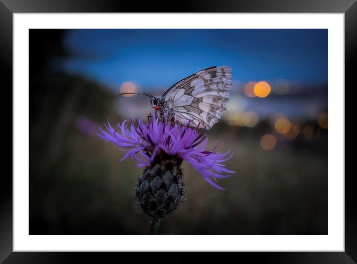 Marbled White Butterfly Framed Mounted Print by Ashley Chaplin