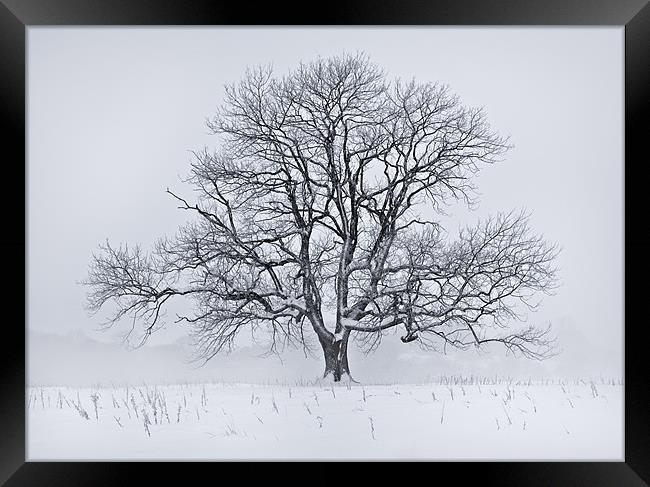 Snow Tree Framed Print by Ashley Chaplin
