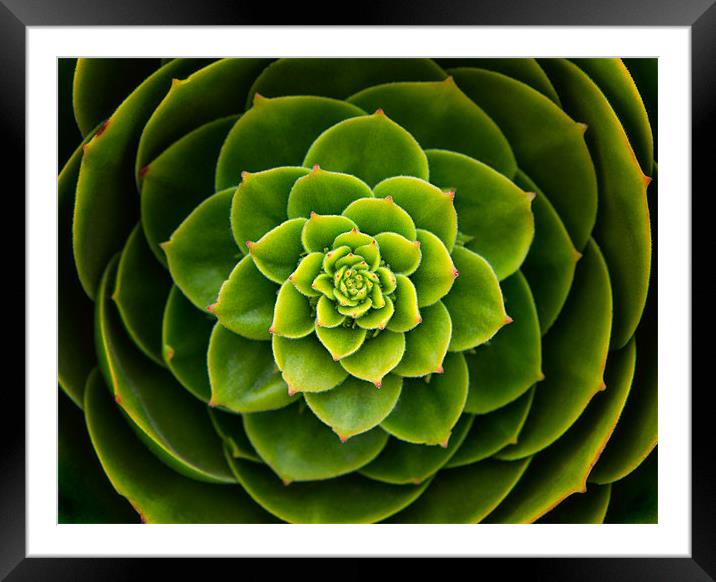 Aeonium close up abstract, Scilly Isles Framed Mounted Print by Ashley Chaplin