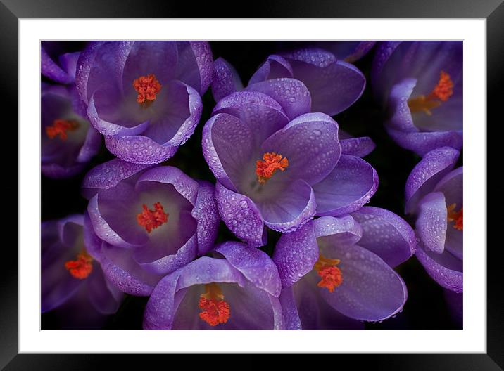 Crocus Close-up Framed Mounted Print by Ashley Chaplin