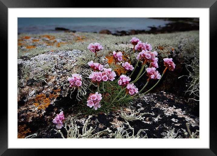 Thrift in the Scillies Framed Mounted Print by Ashley Chaplin