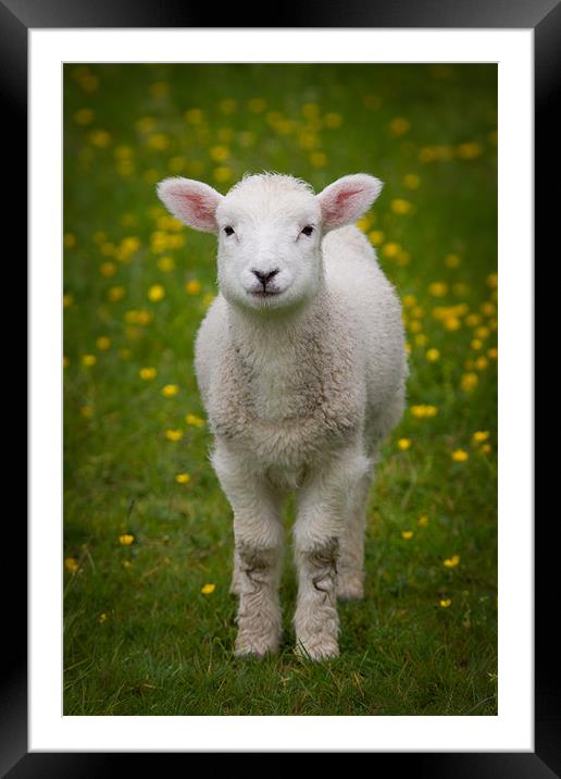 Spring Lamb Framed Mounted Print by Ashley Chaplin
