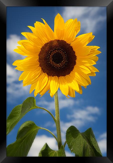 Sunflower Framed Print by Ashley Chaplin