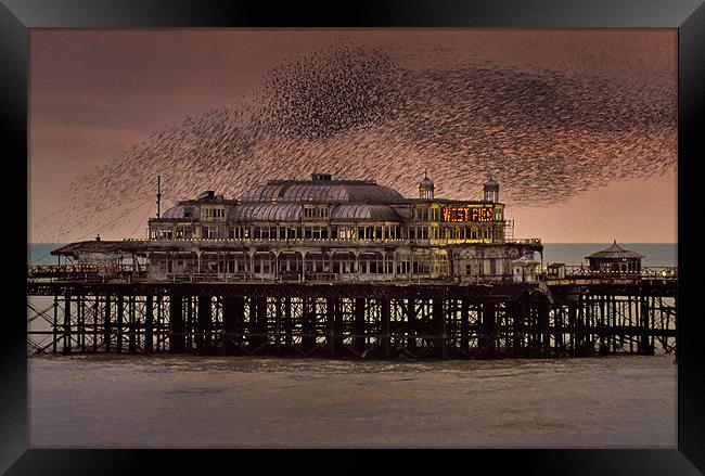 West Pier Starlings, Brighton Framed Print by Ashley Chaplin