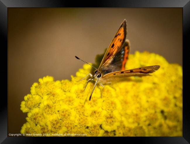Small Copper Butterfly Framed Print by Mike Shields