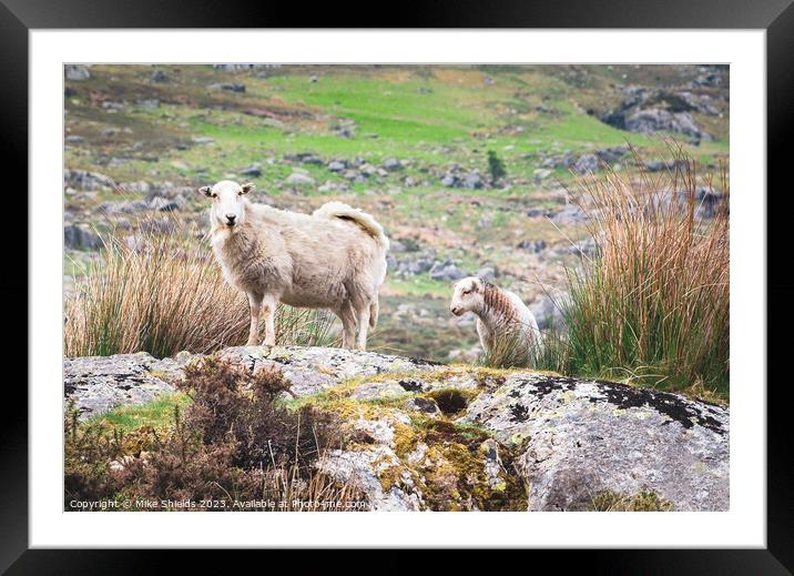 Sheep and Lamb Framed Mounted Print by Mike Shields