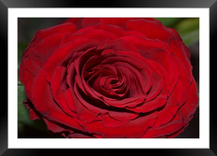 Red Rose Framed Mounted Print by lauren whiting