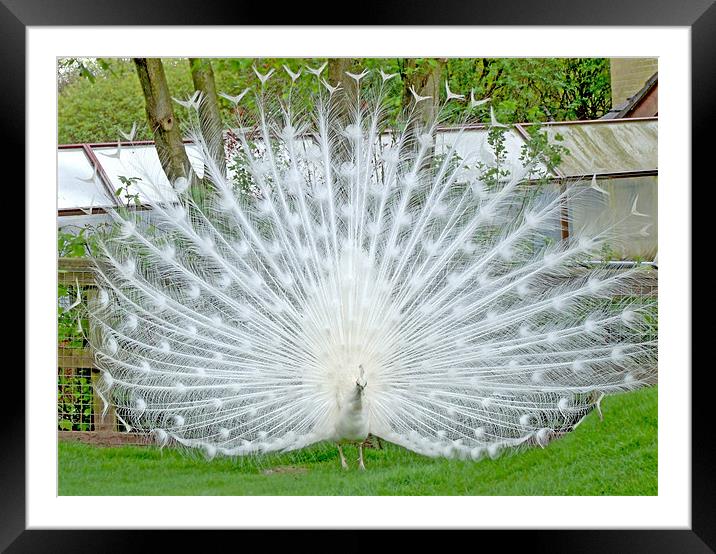 Elegant White Peacock displaying Framed Mounted Print by philip clarke
