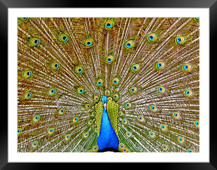 Peacock Tail Display Framed Mounted Print by philip clarke