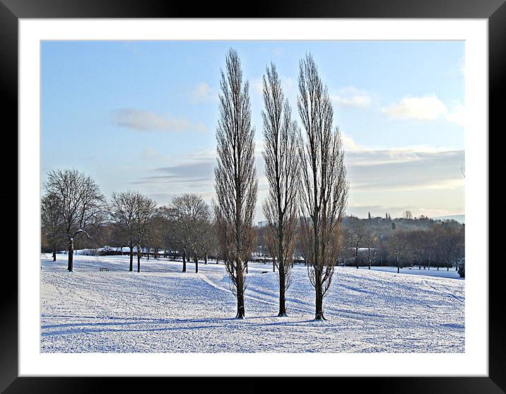 Three Trees in a Winter Parkland Framed Mounted Print by philip clarke