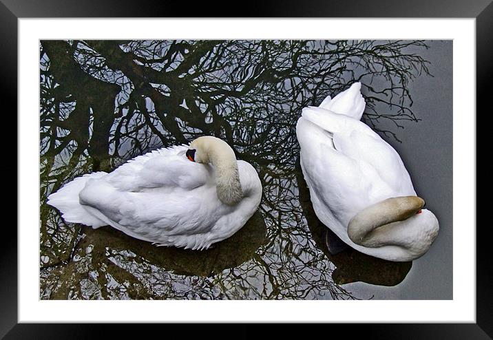 Two Swans from Above Framed Mounted Print by philip clarke