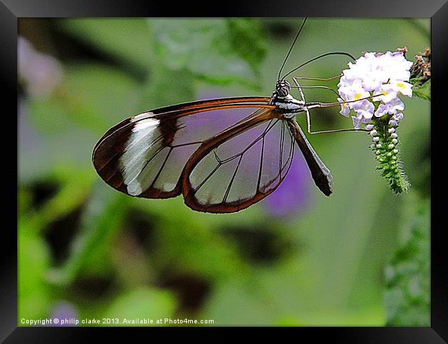 Glasswing Butterfly feeding Framed Print by philip clarke