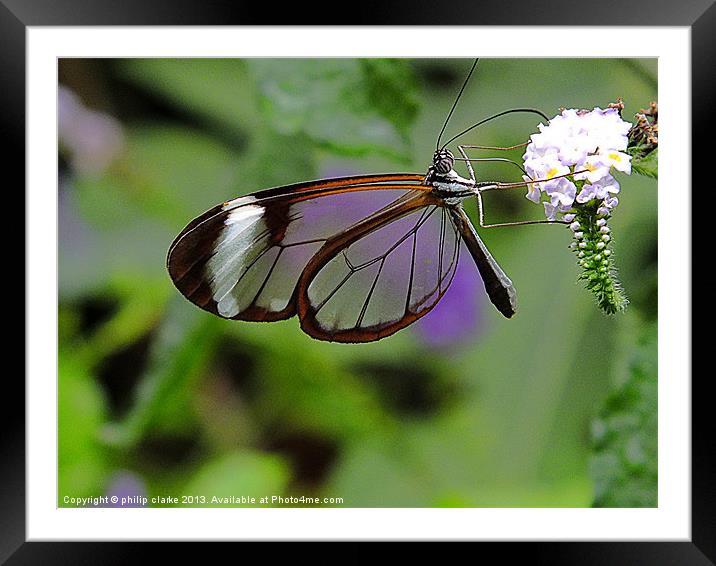 Glasswing Butterfly feeding Framed Mounted Print by philip clarke