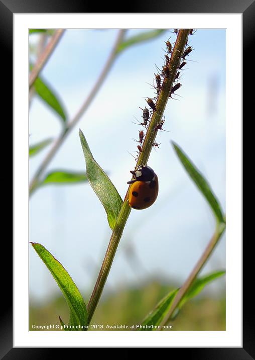 Ladybird feeding on Aphids Framed Mounted Print by philip clarke