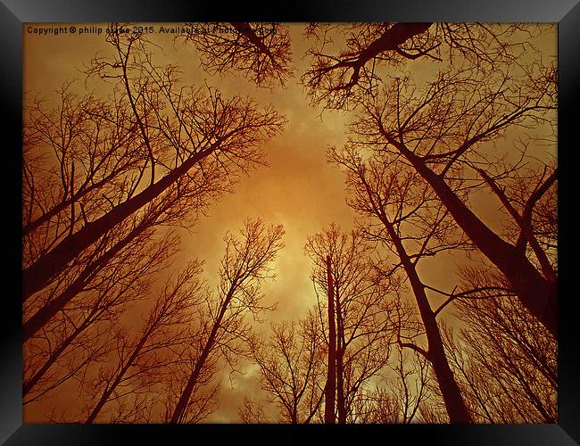  TREES REACHING TO A THUNDEROUS SKY Framed Print by philip clarke