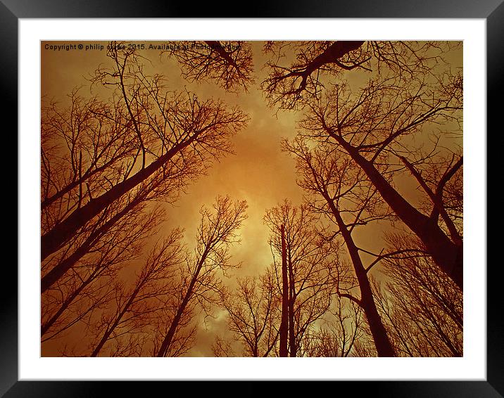  TREES REACHING TO A THUNDEROUS SKY Framed Mounted Print by philip clarke