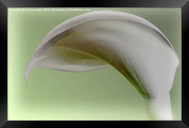  White Calla Lily with Green Tint Framed Print by philip clarke