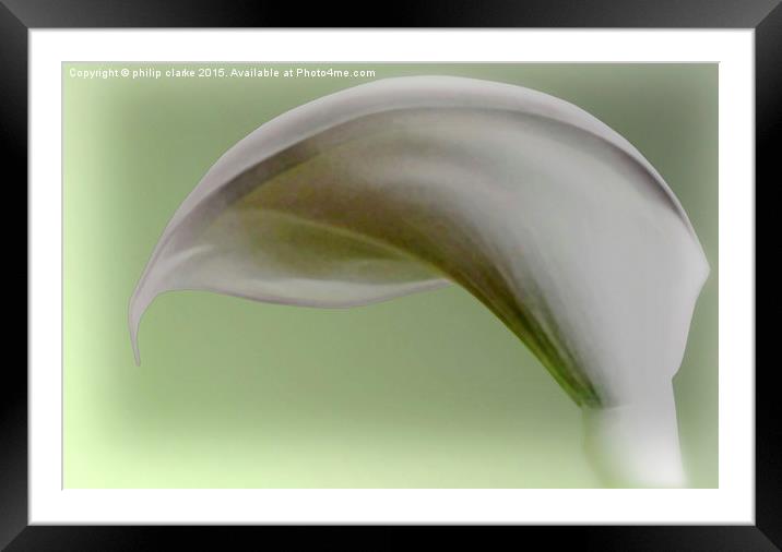  White Calla Lily with Green Tint Framed Mounted Print by philip clarke