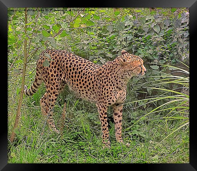  Cheetah amongst Green Foliage Framed Print by philip clarke