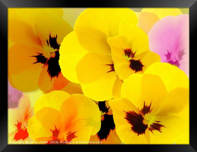 Flower mix, Viola-Pansies Framed Print by philip clarke