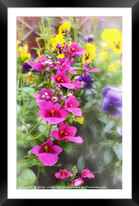 Cottage Garden Flowers Framed Mounted Print by philip clarke