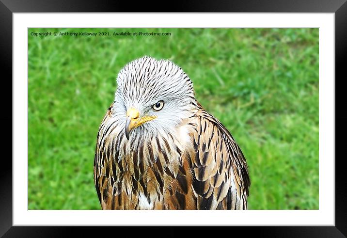 RED KITE Framed Mounted Print by Anthony Kellaway