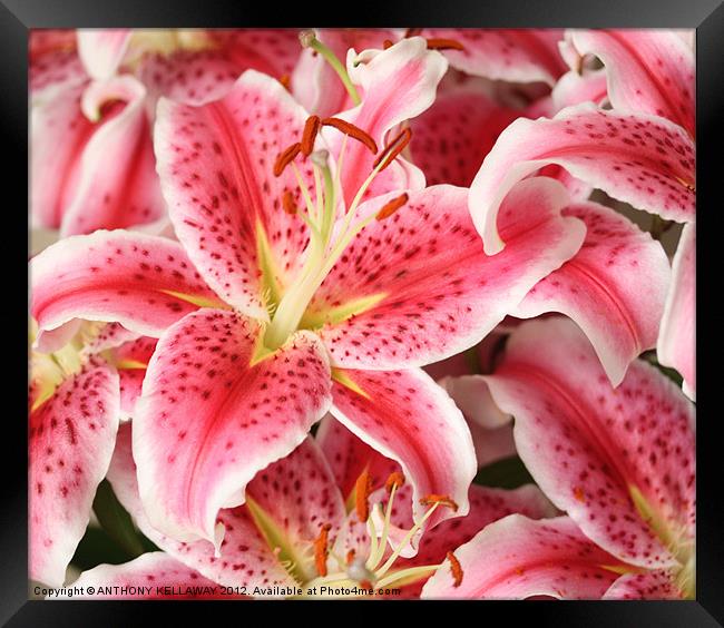 PINK LILLIES Framed Print by Anthony Kellaway