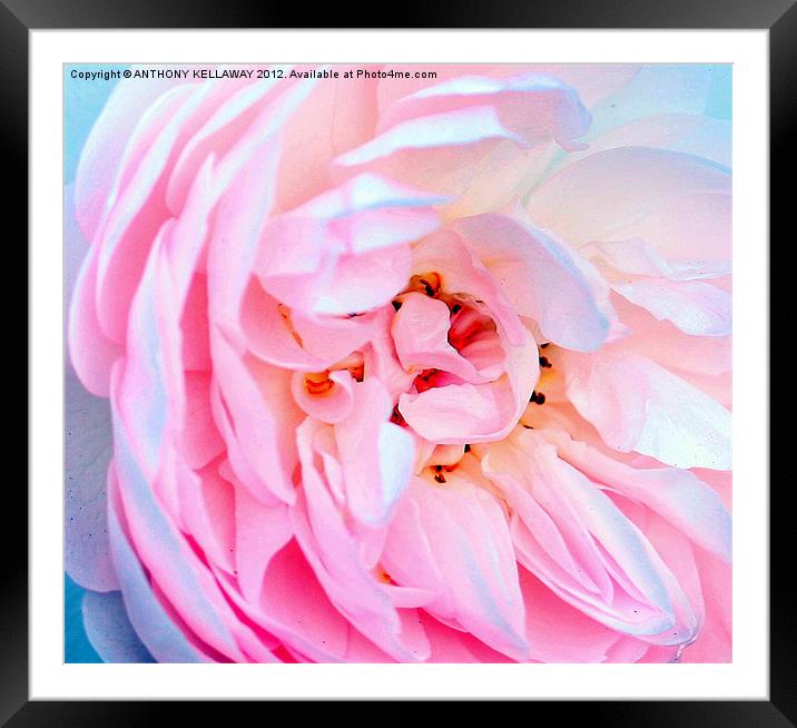 ROSE  WITH SOFT PETALS Framed Mounted Print by Anthony Kellaway