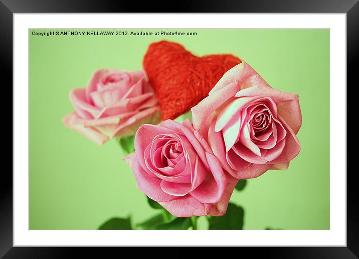 PINK VALENTINE ROSES WITH HEART Framed Mounted Print by Anthony Kellaway