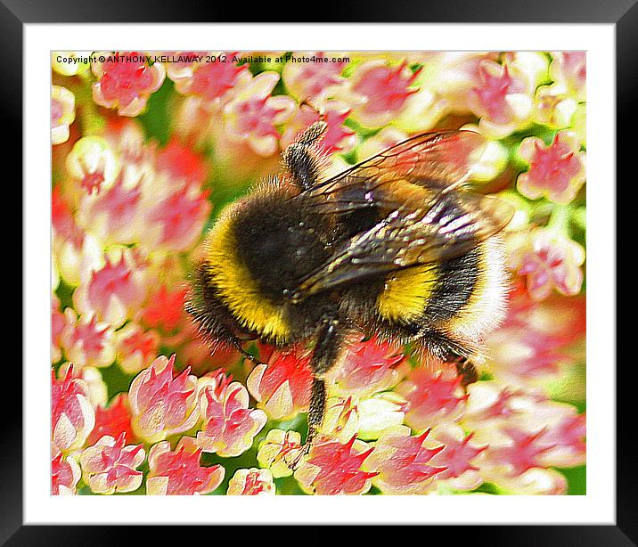 Garden Bumble bee on flowers Framed Mounted Print by Anthony Kellaway
