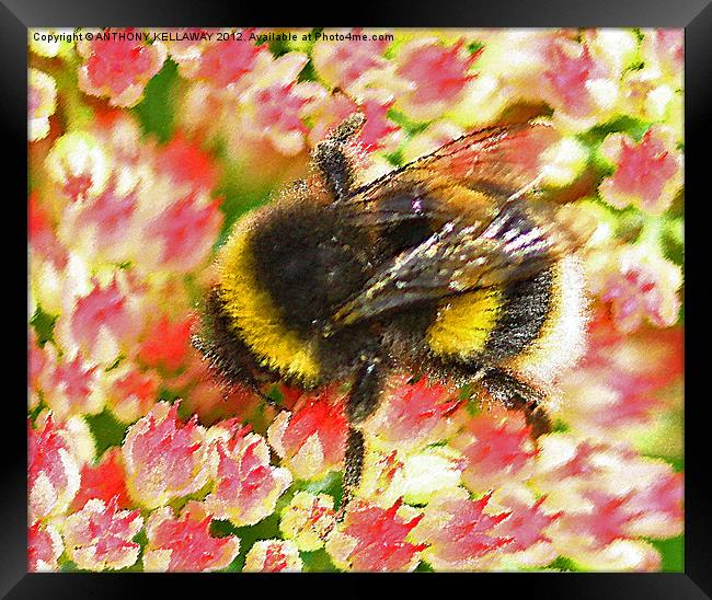Garden Bumble bee wall art Framed Print by Anthony Kellaway