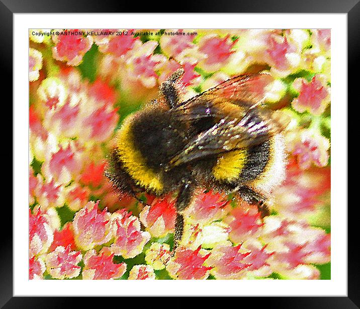 Garden Bumble bee wall art Framed Mounted Print by Anthony Kellaway