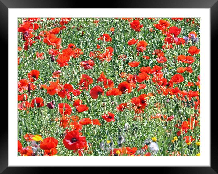 Winchester Hill poppy field. Framed Mounted Print by Anthony Kellaway