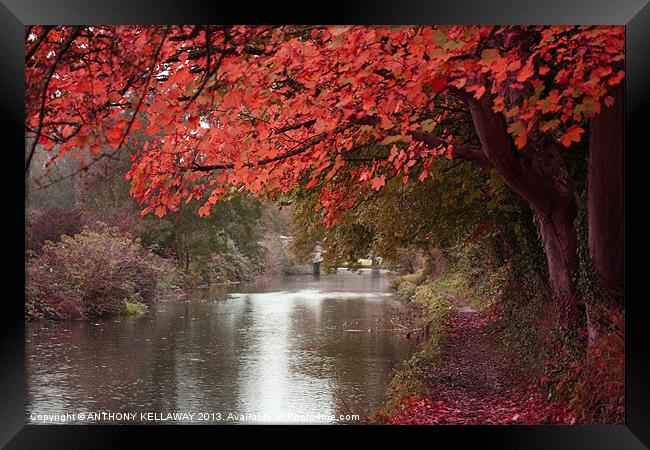 RIVER ITCHEN COLOURS Framed Print by Anthony Kellaway