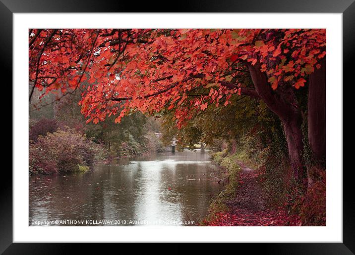 RIVER ITCHEN COLOURS Framed Mounted Print by Anthony Kellaway