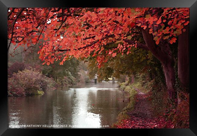 ITCHEN NAVIGATION AUTUMN OILS Framed Print by Anthony Kellaway