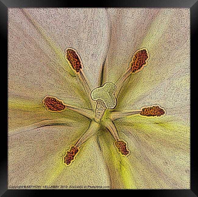 LILY PAINTING Framed Print by Anthony Kellaway