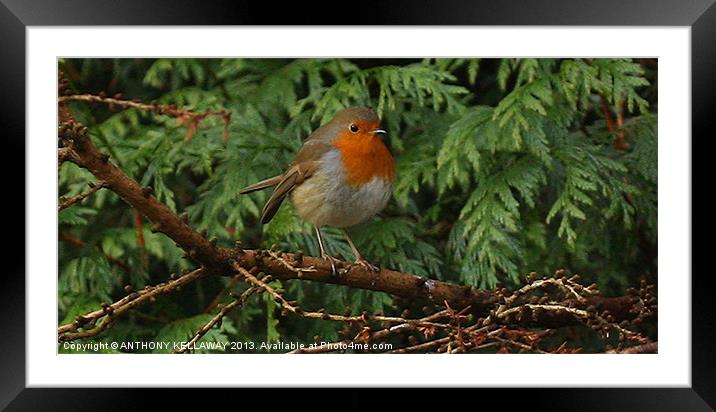 ROBIN IN TREES Framed Mounted Print by Anthony Kellaway