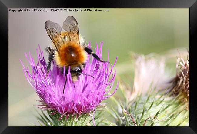 Cuckoo bee on thistle Framed Print by Anthony Kellaway