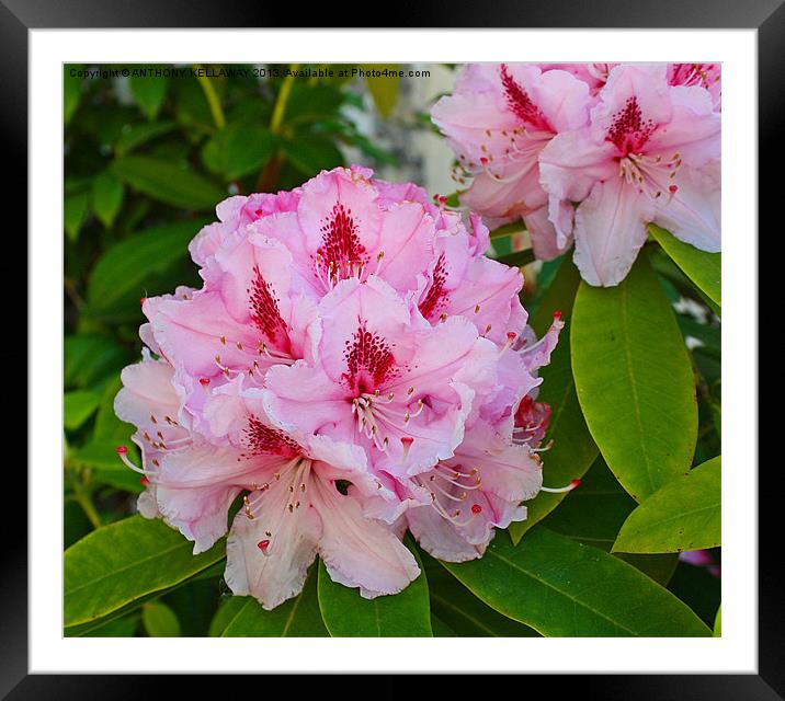 RHODODENDRONS Framed Mounted Print by Anthony Kellaway