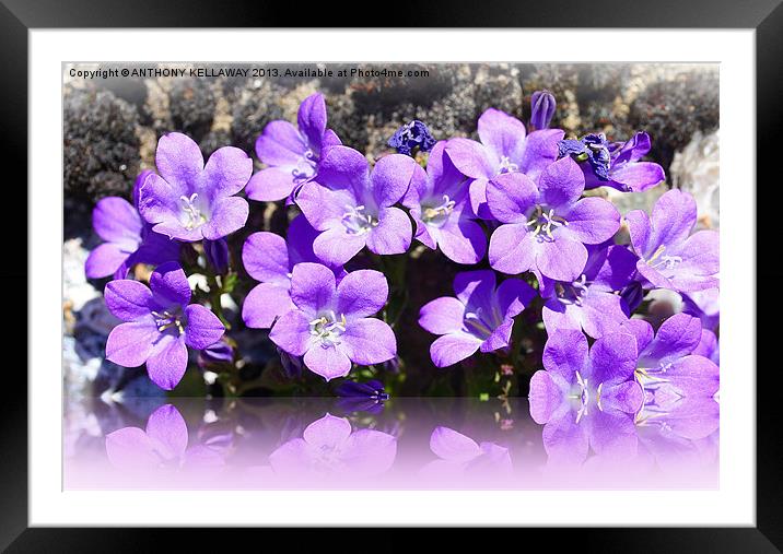 CAMPANULA LILAC FLOWER REFLECTION Framed Mounted Print by Anthony Kellaway